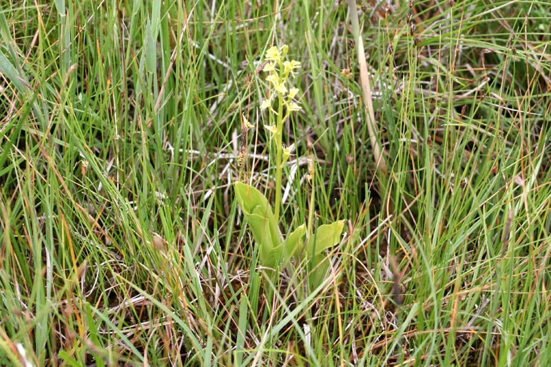 Orchidaceae Orchis